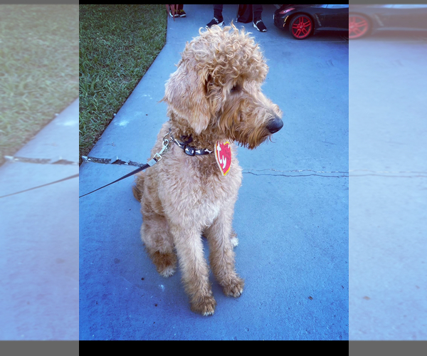 Medium Photo #2  Breeder Profile in WINTER HAVEN, FL, USA