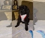 Small #9 Breeder Profile image