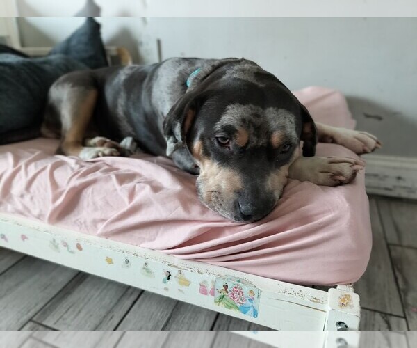 Medium Photo #11  Breeder Profile in BARNEGAT, NJ, USA