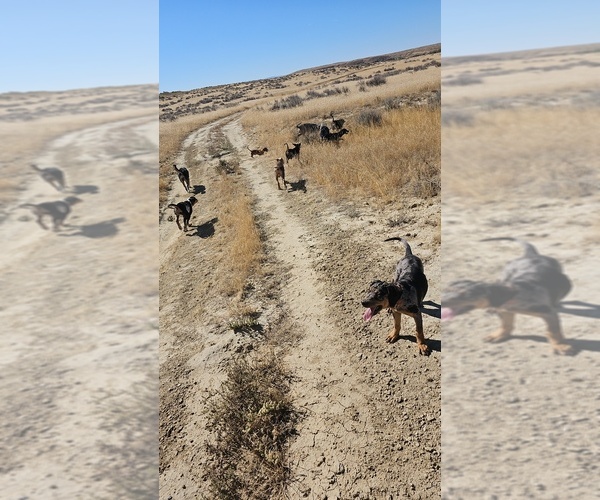 Medium Photo #1  Breeder Profile in WORLAND, WY, USA