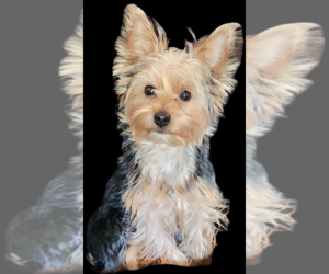 Yorkshire Terrier Dog Breeder near SUNNY HILLS, FL, USA