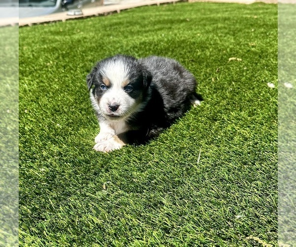 Medium Photo #13  Breeder Profile in CRESTLINE, CA, USA