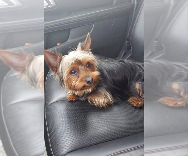 Medium Photo #50  Breeder Profile in NEENAH, WI, USA