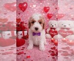 Small #54 Breeder Profile image