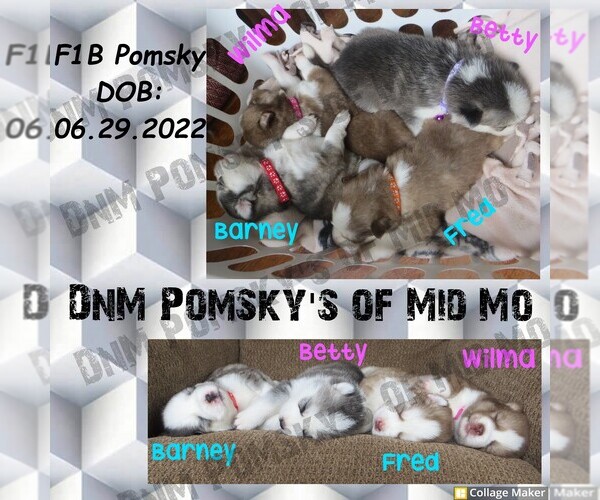 Medium Photo #1  Breeder Profile in MEXICO, MO, USA