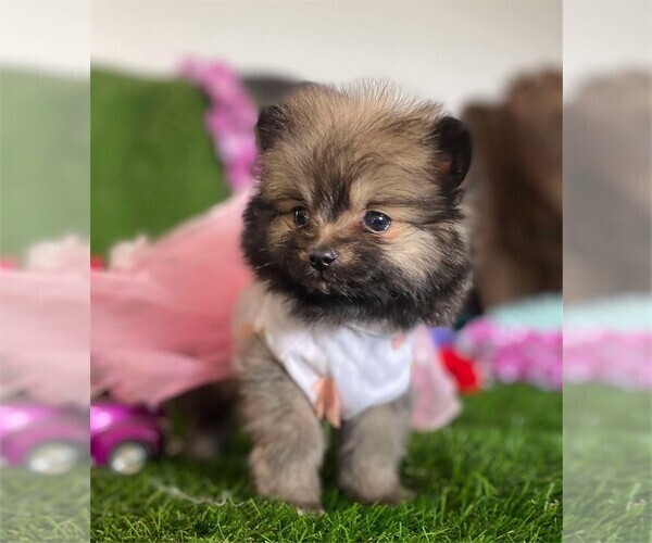 Medium Photo #28  Breeder Profile in WEST PALM BEACH, FL, USA
