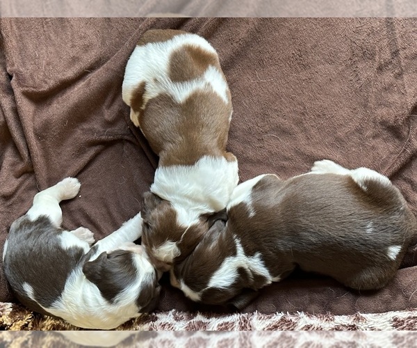 Medium Photo #9  Breeder Profile in CHATTANOOGA, TN, USA