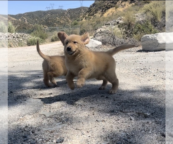 Medium Photo #5  Breeder Profile in SAN BERNARDINO, CA, USA