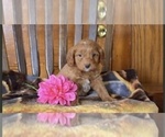 Small breeder photo