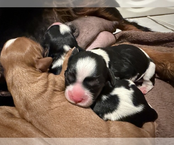 Medium Photo #31  Breeder Profile in WAXAHACHIE, TX, USA