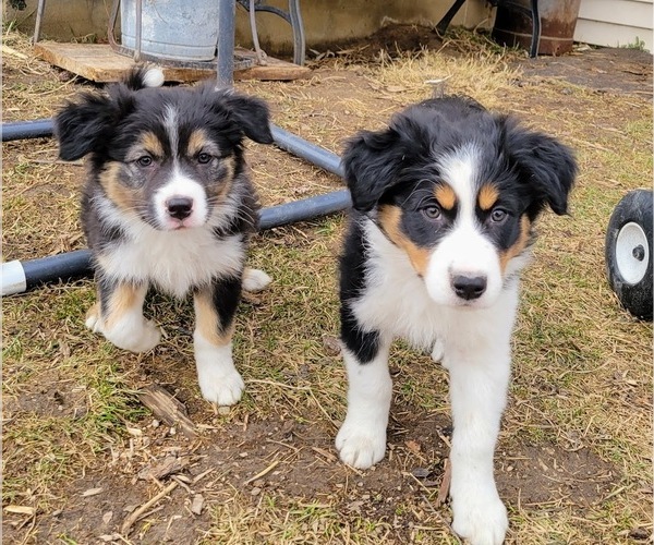Medium Photo #8  Breeder Profile in BLUE RIVER, WI, USA