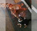 Small Photo #1  Breeder Profile in CAMANO ISLAND, WA, USA