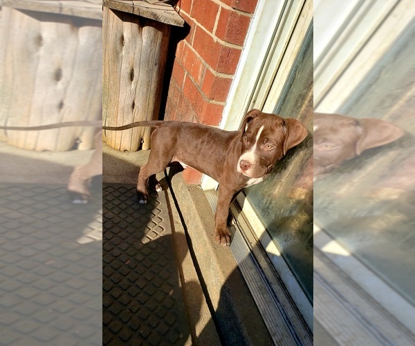Medium Photo #1  Breeder Profile in GERMANTOWN, OH, USA
