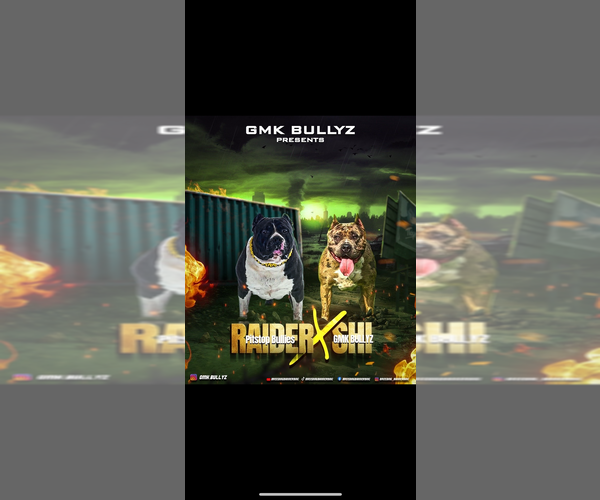 Medium Photo #1  Breeder Profile in BALTIMORE, MD, USA