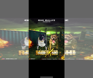 American Bully Dog Breeder in BALTIMORE,  USA