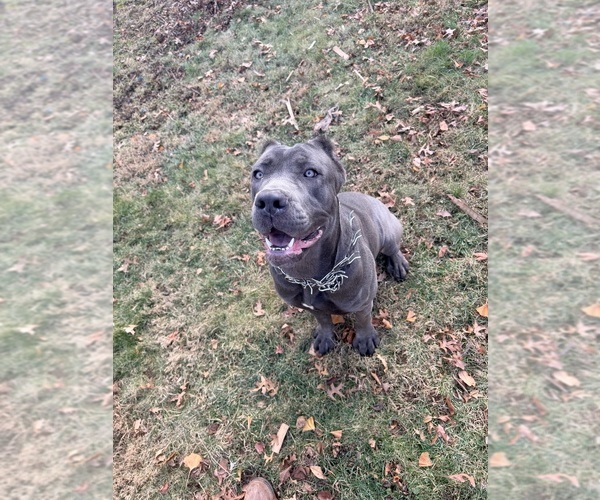 Medium Photo #51  Breeder Profile in ORANGE, NJ, USA