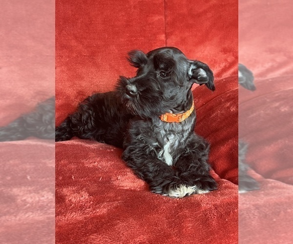 Medium Photo #7  Breeder Profile in ROY, WA, USA