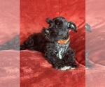 Small Photo #7  Breeder Profile in ROY, WA, USA