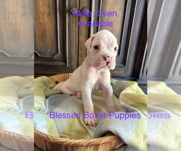 Medium Photo #3  Breeder Profile in WEST FRANKFORT, IL, USA