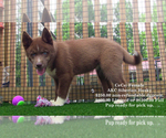 Small #2 Breeder Profile image