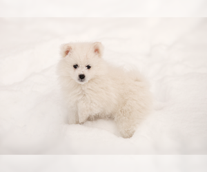 Main photo of Miniature American Eskimo Dog Breeder near DARBY, MT, USA