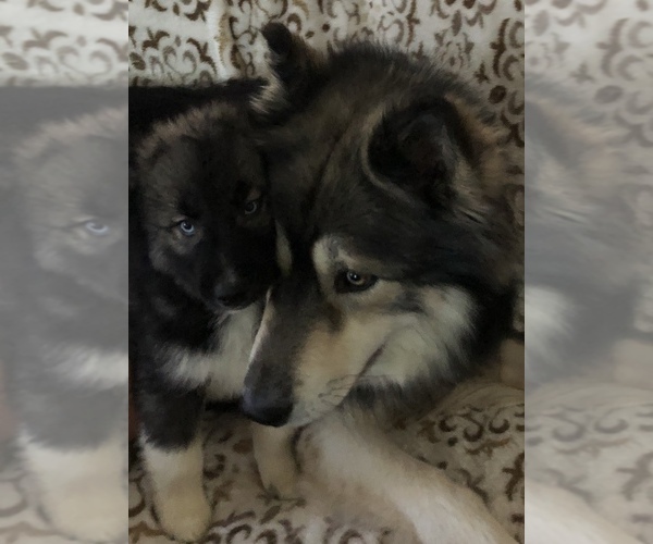 Medium Photo #1  Breeder Profile in ACTON, CA, USA