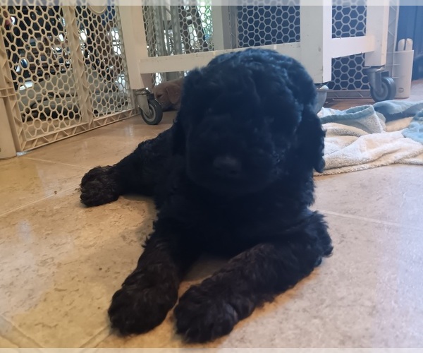 Medium Photo #1  Breeder Profile in JEFFERSONTOWN, KY, USA