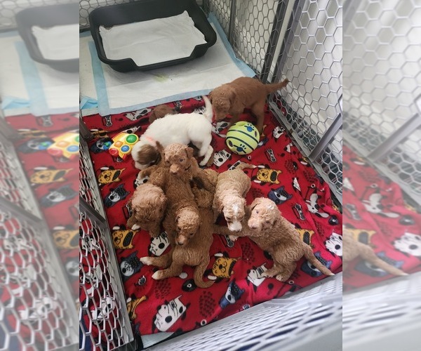 Medium Photo #1  Breeder Profile in CHARLOTTE, NC, USA