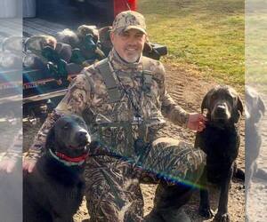 Labrador Retriever Dog Breeder near HAGERMAN, ID, USA