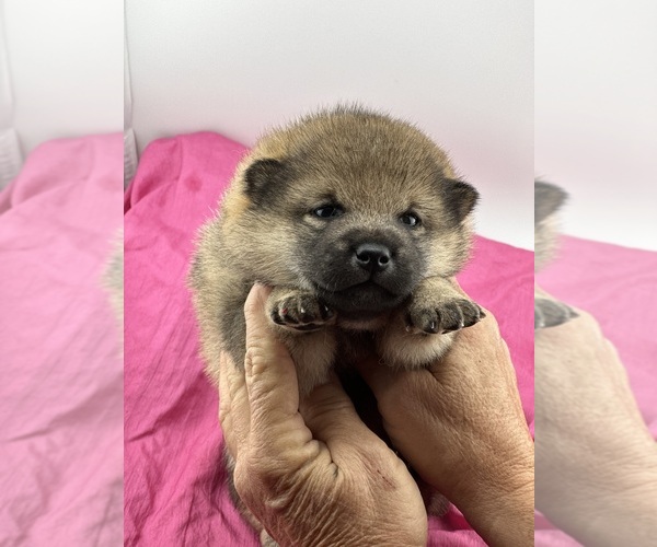 Medium Photo #2  Breeder Profile in WITTMANN, AZ, USA