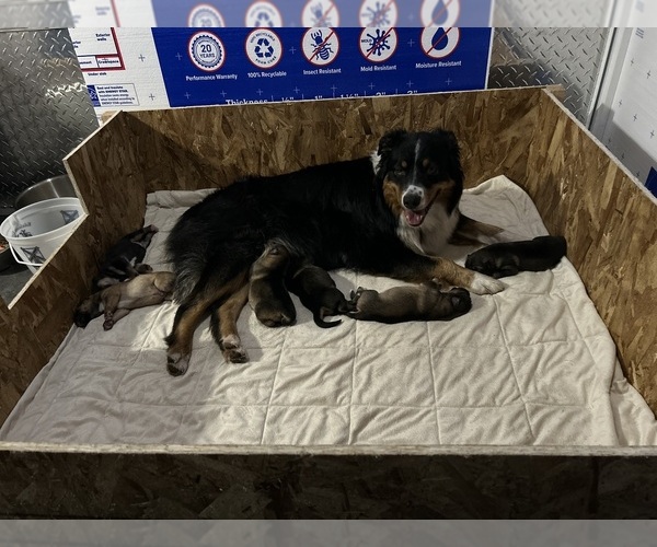 Medium Photo #39  Breeder Profile in DEMING, WA, USA