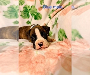 Boxer Dog Breeder in WALNUT GROVE, Missouri USA
