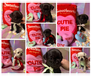 Pug Dog Breeder near MOUNT WASHINGTON, KY, USA