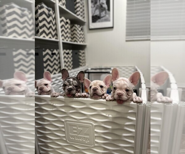 Medium Photo #18  Breeder Profile in FONTANA, CA, USA