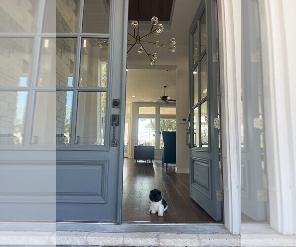 Medium Photo #11  Breeder Profile in GEORGETOWN, TX, USA