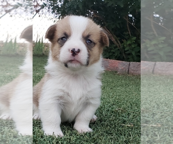 Medium Photo #14  Breeder Profile in BRIGGSDALE, CO, USA