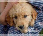 Small Photo #1  Breeder Profile in LIBERTY, KY, USA