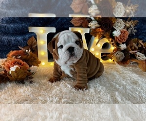 English Bulldog Dog Breeder near OOLOGAH, OK, USA