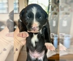 Small #65 Breeder Profile image