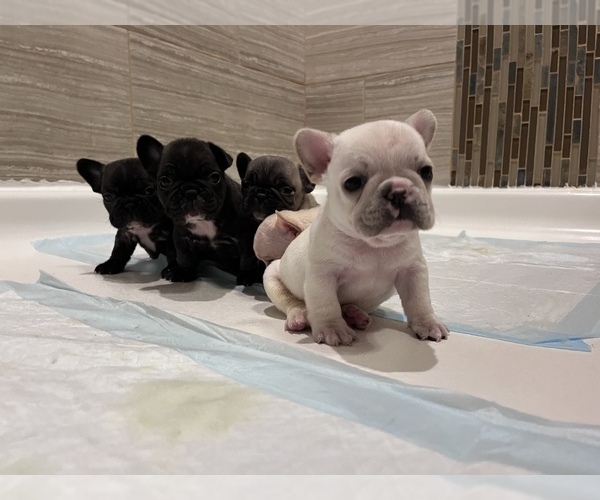 Medium Photo #1  Breeder Profile in PUPOSKY, MN, USA