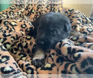 German Shepherd Dog Dog Breeder near WATERBURY, CT, USA