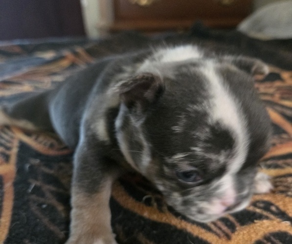 Medium Photo #10  Breeder Profile in LEXINGTON, KY, USA