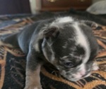 Small #9 Breeder Profile image