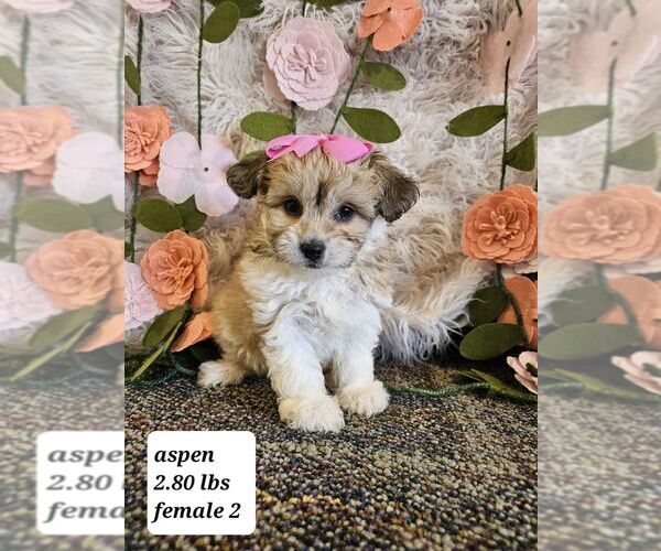 Medium Photo #1  Breeder Profile in SIOUX CENTER, IA, USA