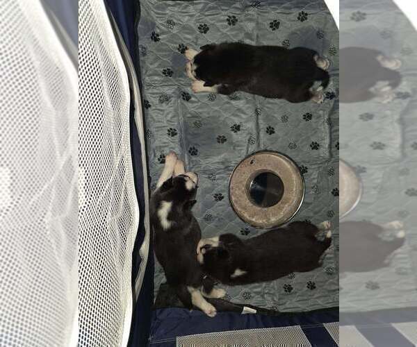 Medium Photo #27  Breeder Profile in ALTON, IL, USA