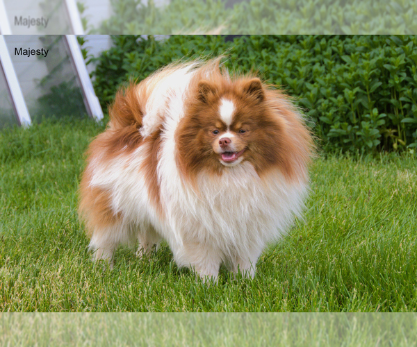 Medium Photo #6  Breeder Profile in CLARE, MI, USA