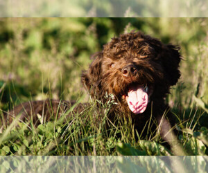 Lagotto Romagnolo Dog Breeder near SEYMOUR, MO, USA