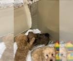Small #2 Breeder Profile image
