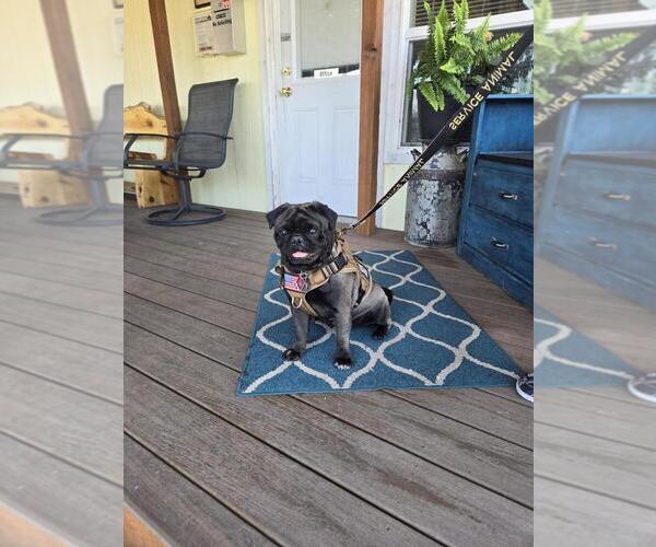 Medium Photo #20  Breeder Profile in PRINEVILLE, OR, USA