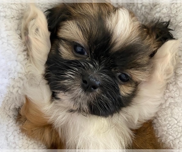 Medium Photo #1  Breeder Profile in GILBERT, AZ, USA